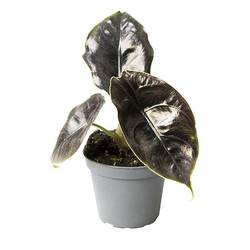 Alocasia Baginda Azlanii T06 H15