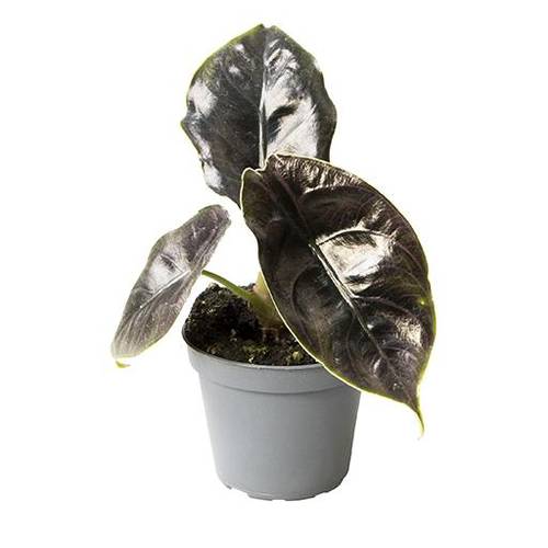 Alocasia Baginda Azlanii T06 H15