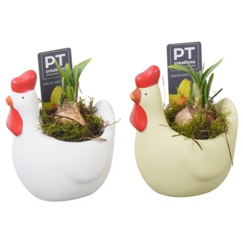 Narzis.Arr mix PTNP4506 Ostern T12 H016