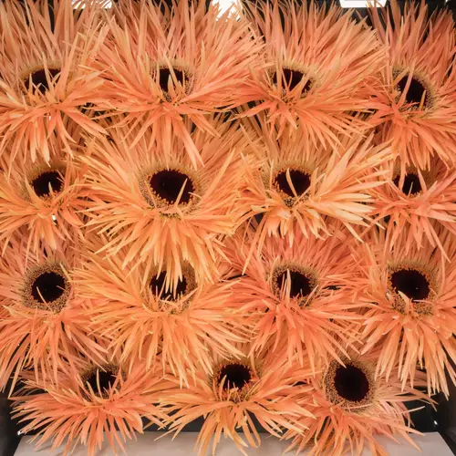 Gerbera apricot Spin Harmony