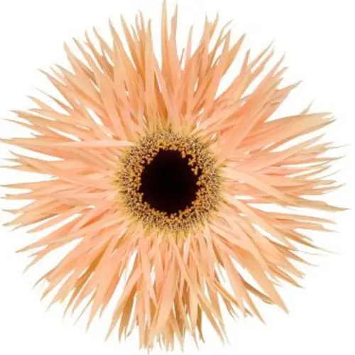 Gerbera apricot Spin Harmony