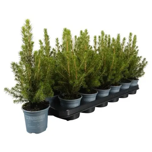 Picea Glauca Perfecta PTK252 T09 H031