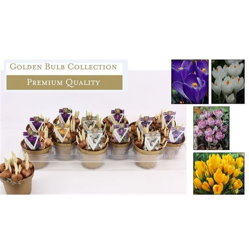 Crocus mix T10 H12