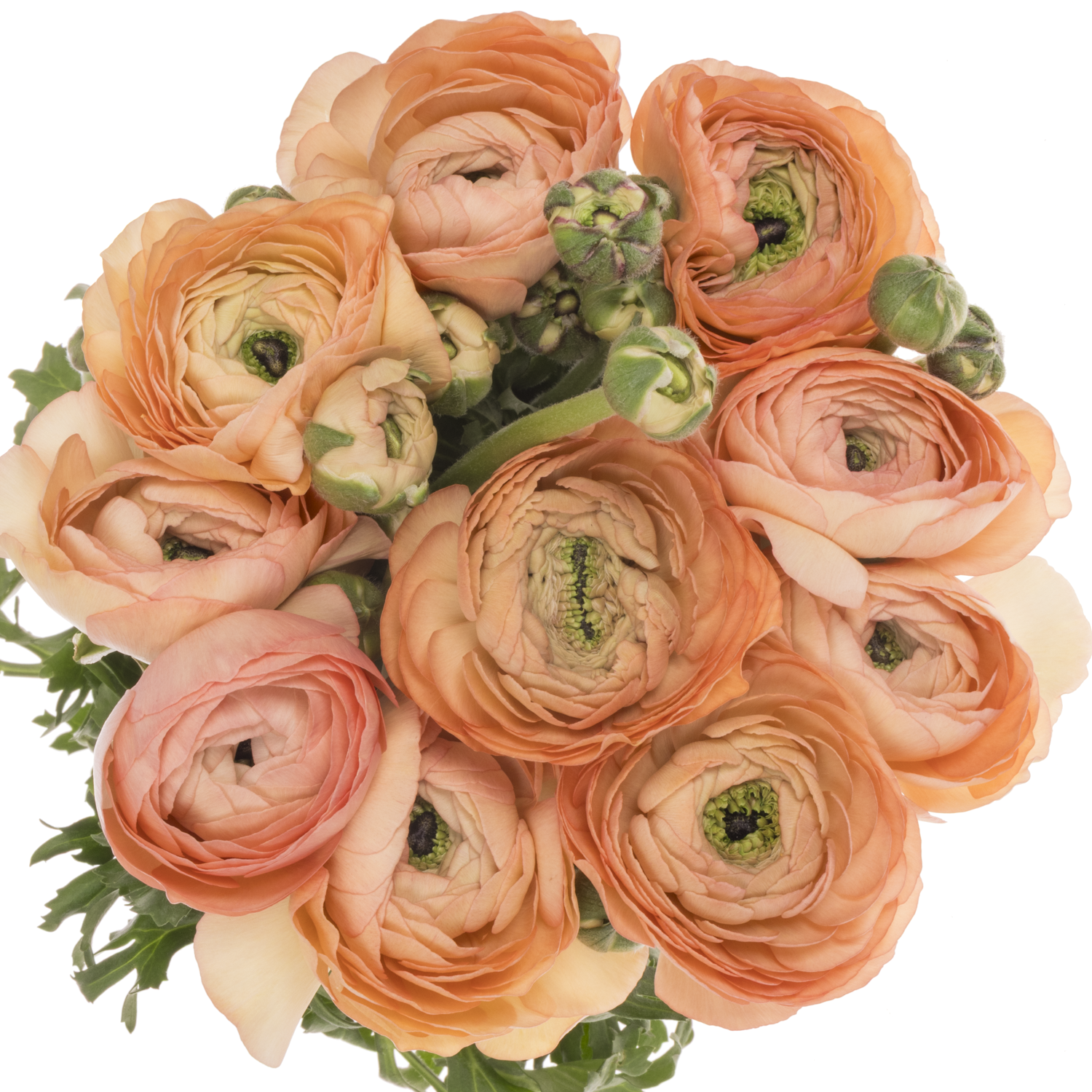 Ranunkel apricot-orange Cloni Aragosta