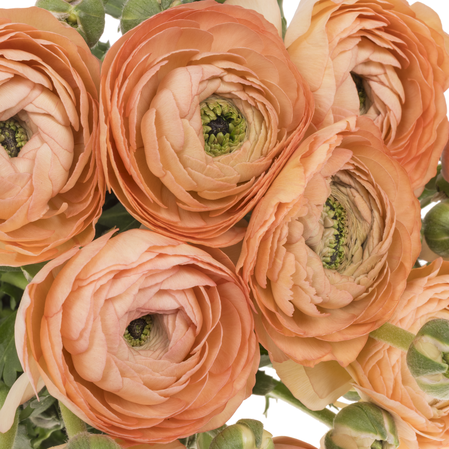 Ranunkel apricot-orange Cloni Aragosta