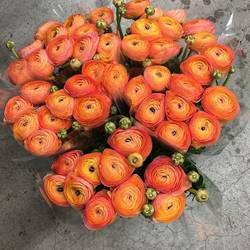 Ranunkel apricot-orange Cloni Aragosta