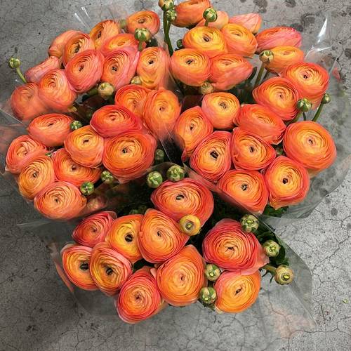 Ranunkel apricot-orange Cloni Aragosta