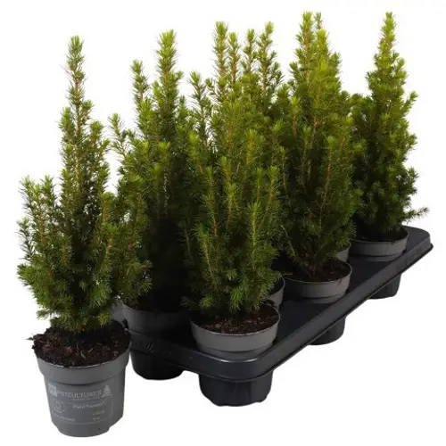 Picea Glauca Perfecta PTK253 T11 H035