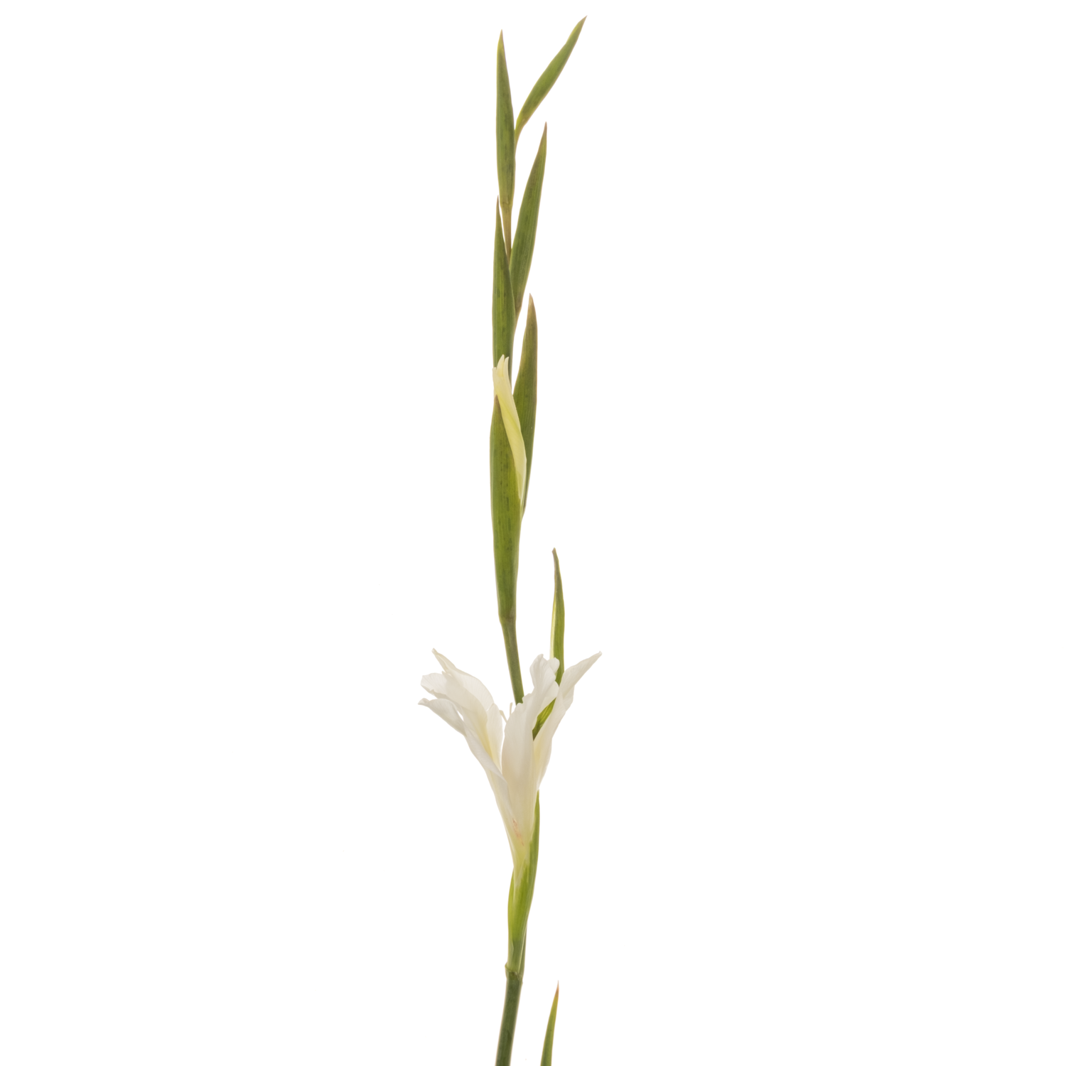 Colvillis weiss Albus 65cm
