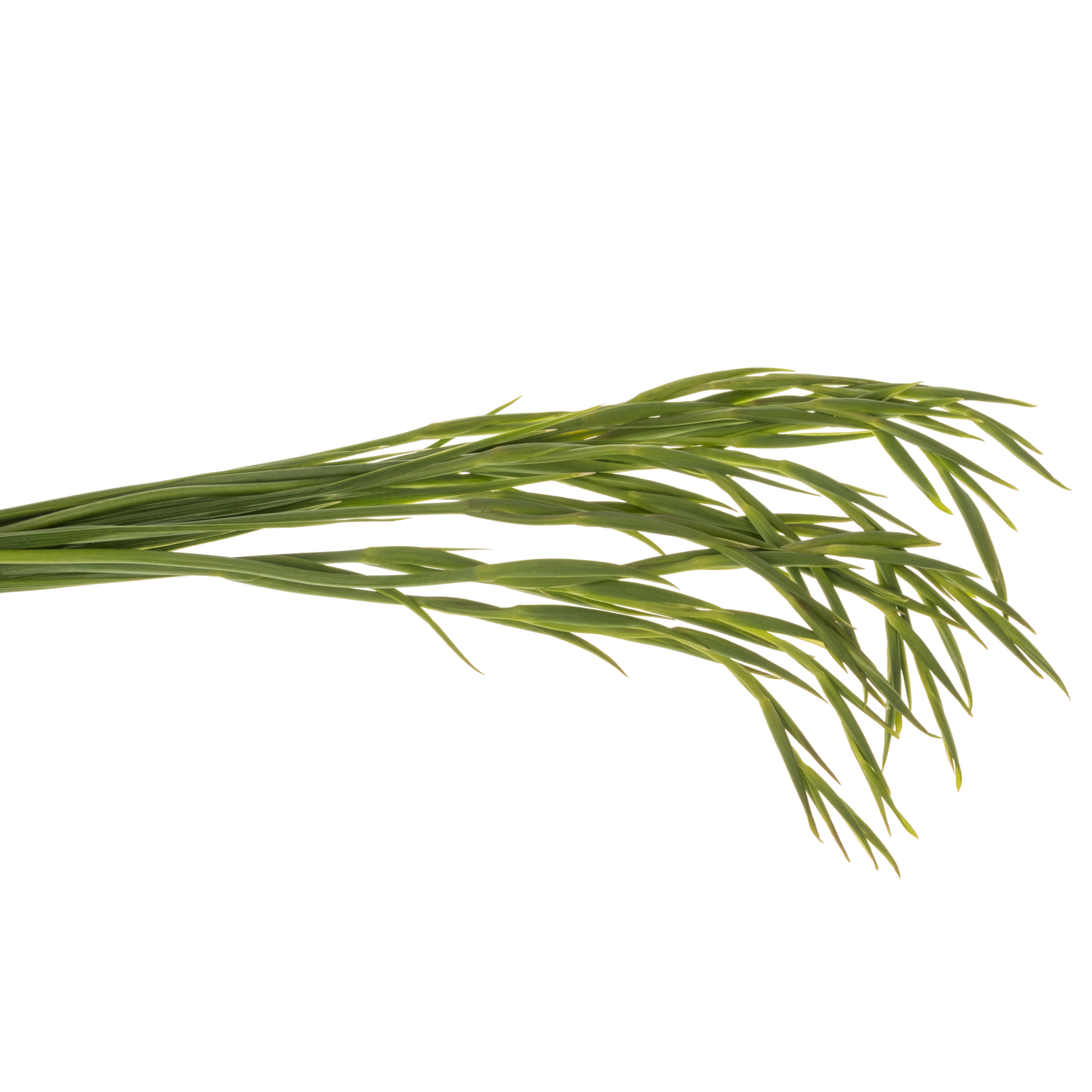Colvillis weiss Albus 65cm