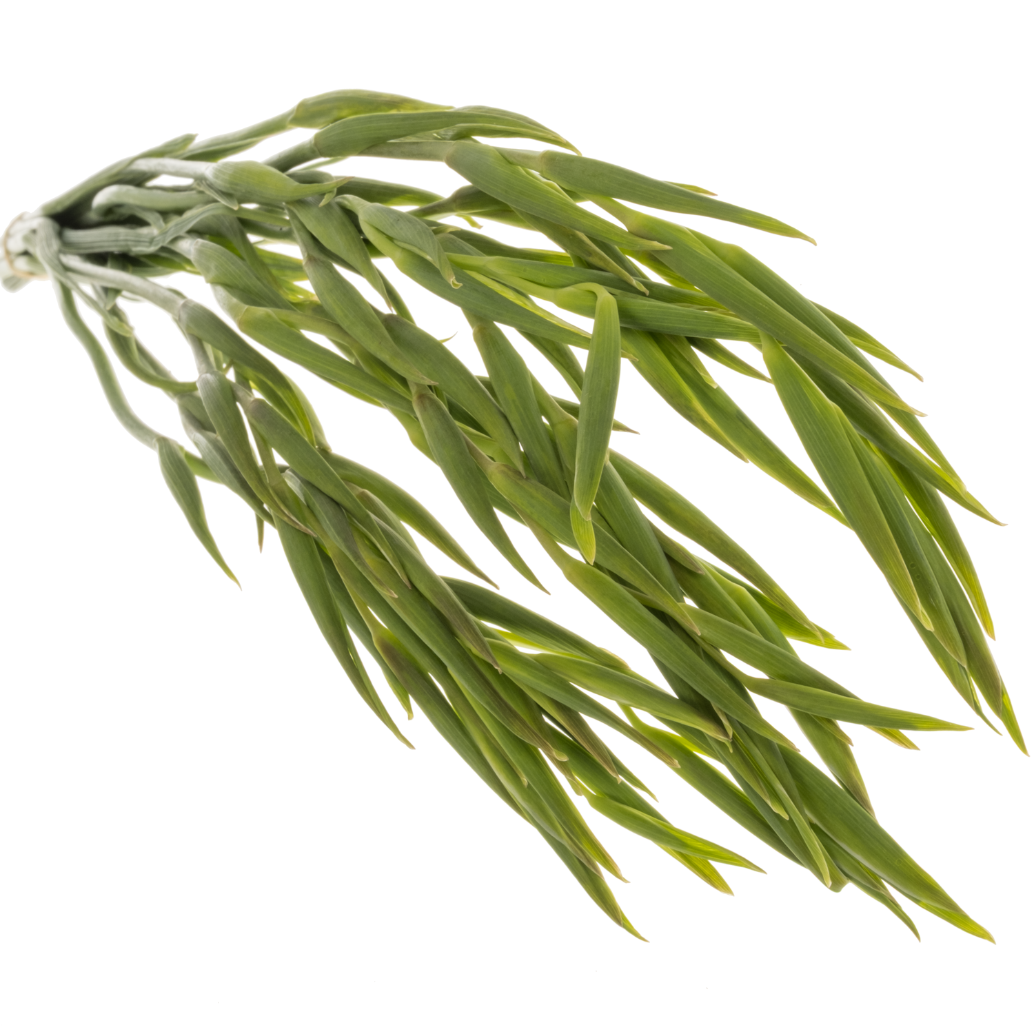 Colvillis weiss Albus 65cm