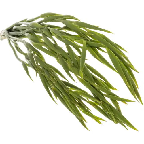 Colvillis weiss Albus 65cm