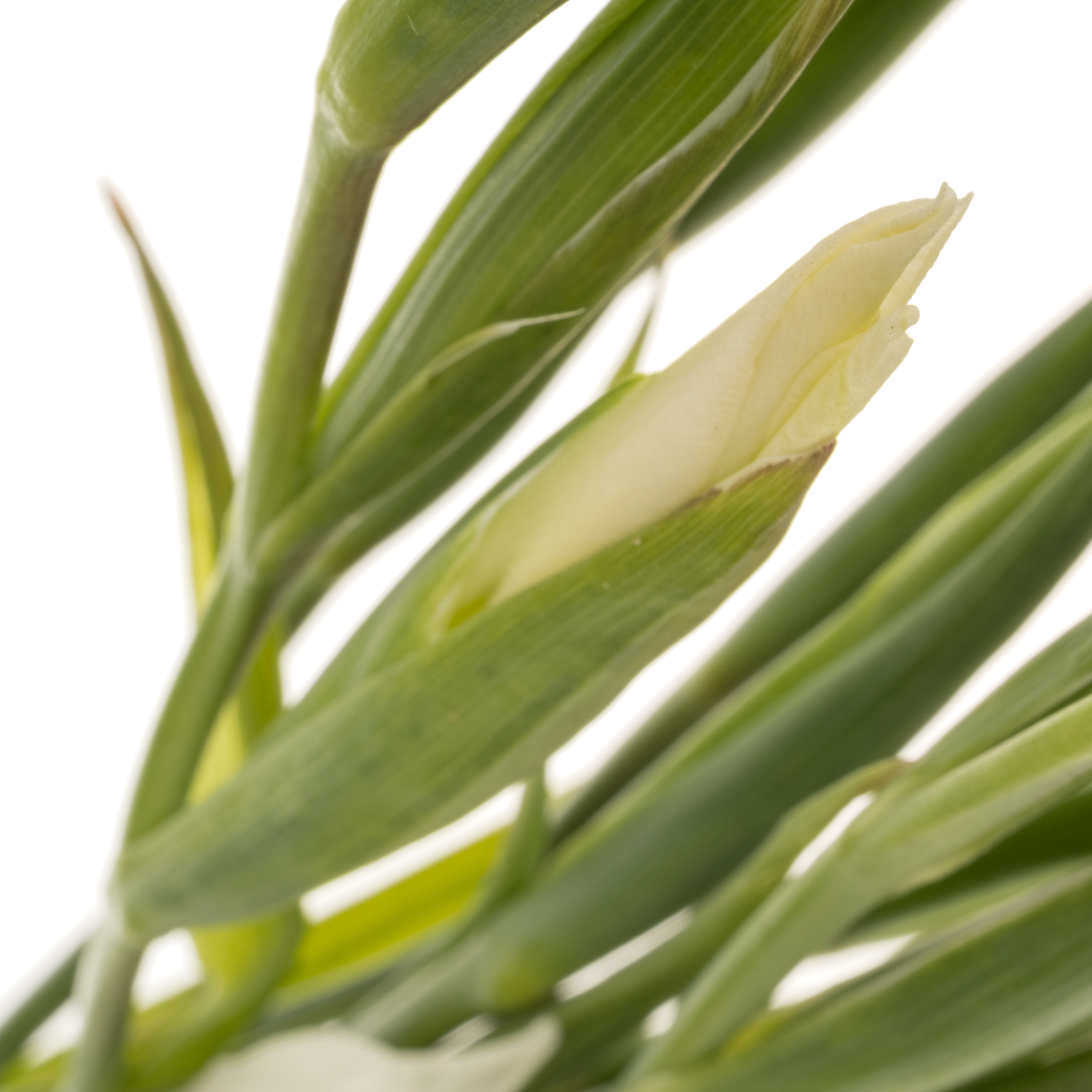 Colvillis weiss Albus 65cm