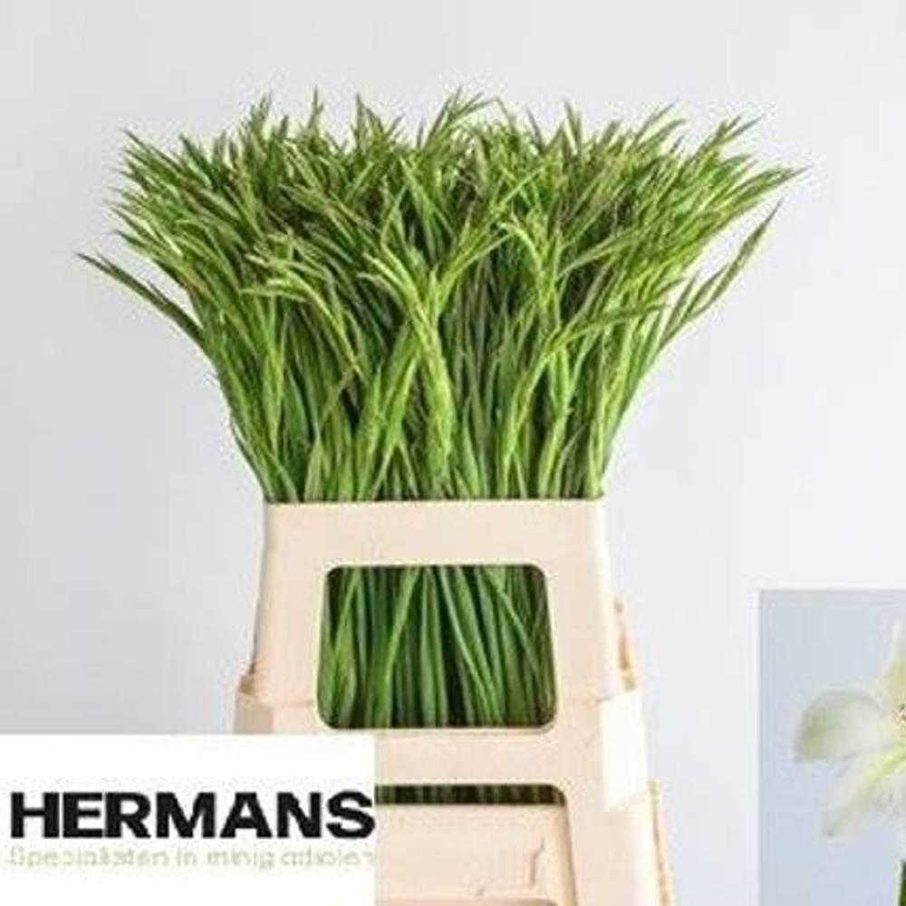 Colvillis weiss Albus 65cm