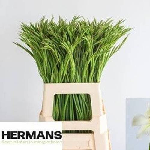 Colvillis weiss Albus 65cm