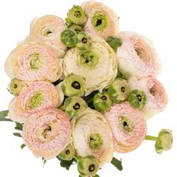 Ranunkel weiss/rosa Cloni Rio 40 cm x 30