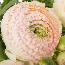 Ranunkel weiss/rosa Cloni Rio 40 cm x 30