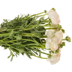 Ranunkel weiss/rosa Cloni Rio 40 cm x 30