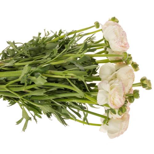 Ranunkel weiss/rosa Cloni Rio 40 cm x 30