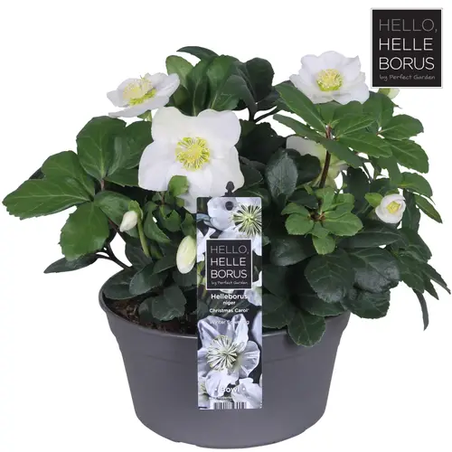 Helleborus Christmas Carol Schale w T19 H030