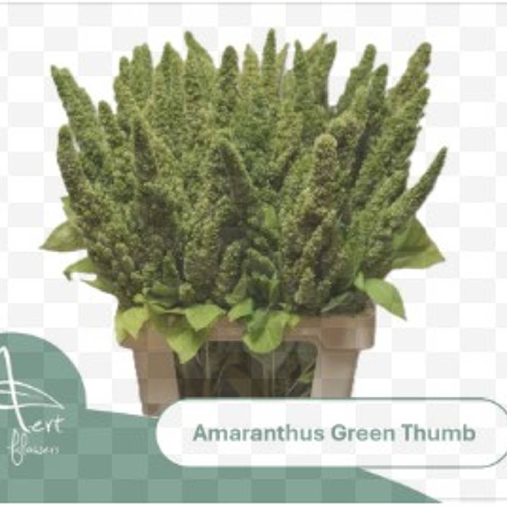 Amaranthus grün Thumb 60cm