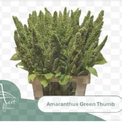 Amaranthus grün Thumb 60cm