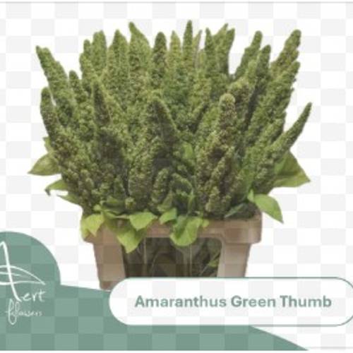 Amaranthus grün Thumb 60cm