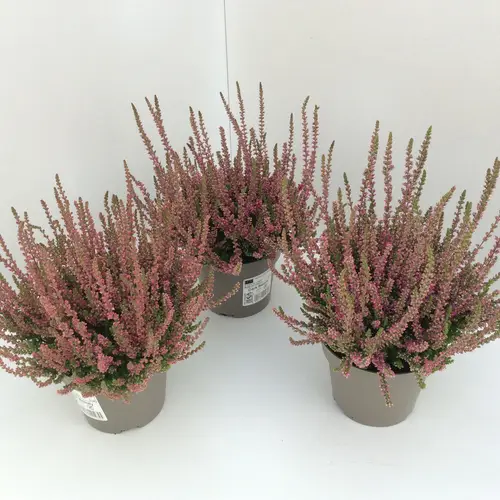 Calluna d.rot/dunkel rosa Dark Beauty T11 H020