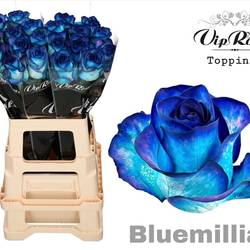 Rose blau Bluemilia gefärbt 65cm