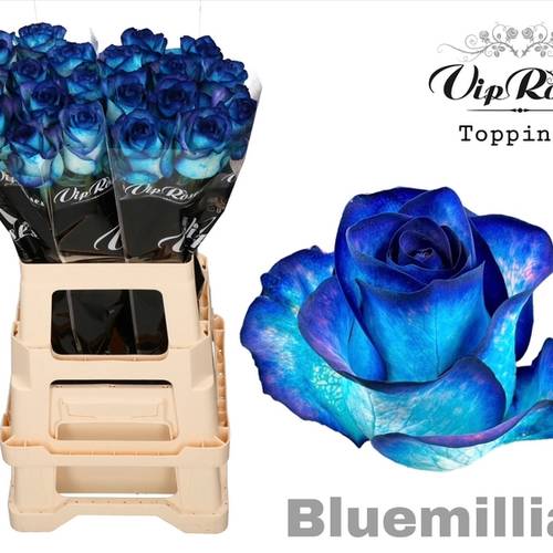 Rose blau Bluemilia gefärbt 65cm