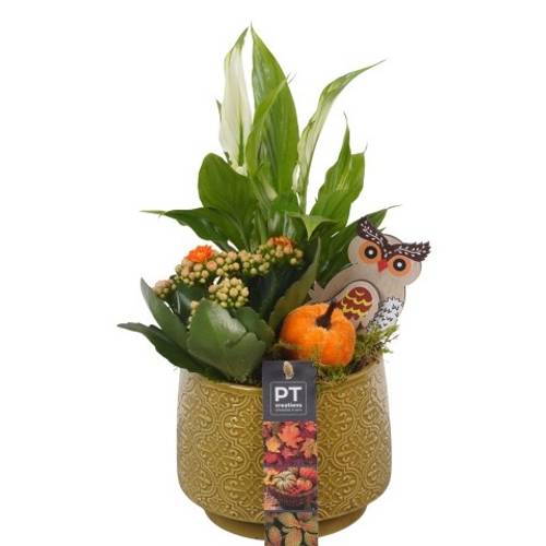 Spath.Arr PTHI5522 Herbst T13 H030