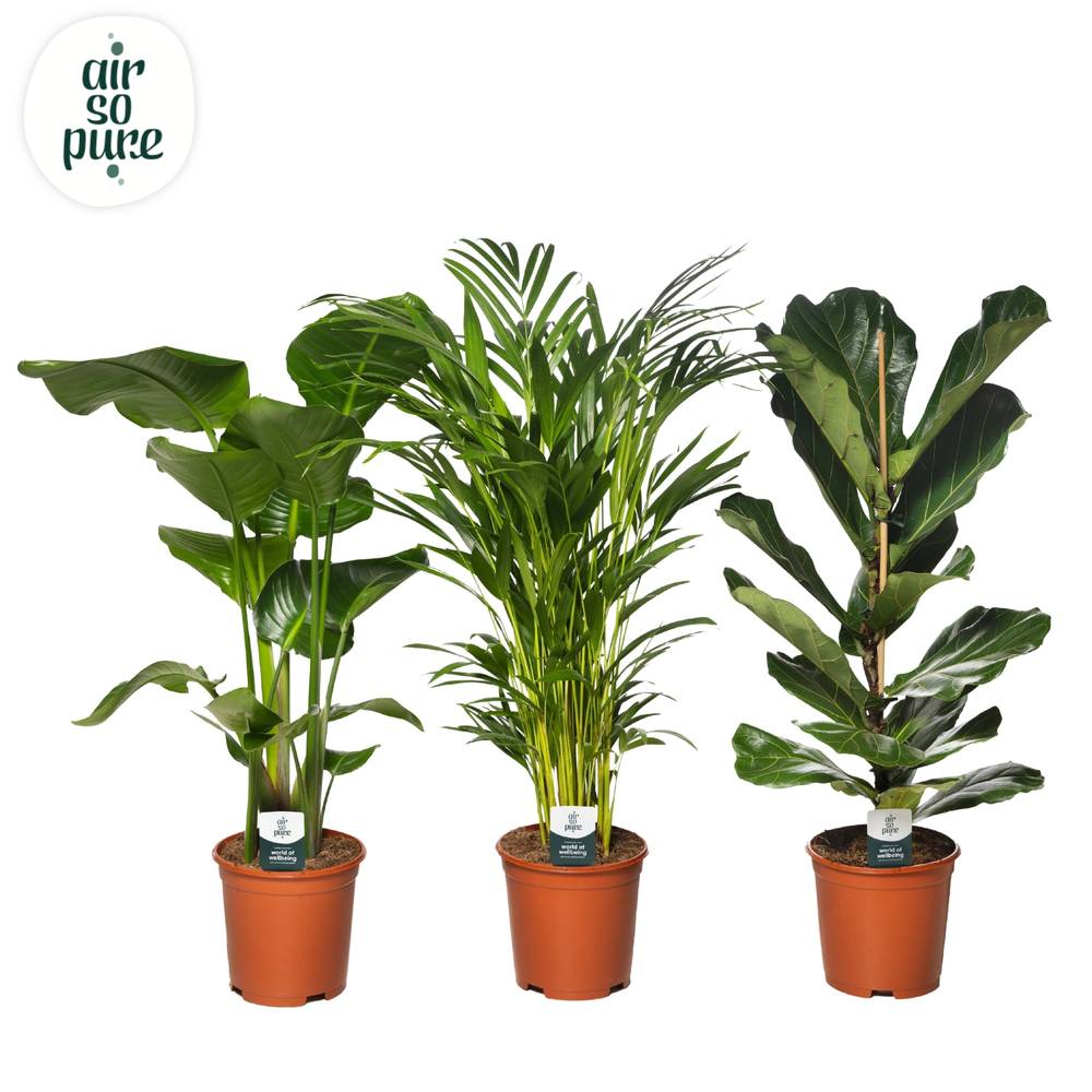 Grünpflanzen mix T21 H095