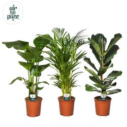 Grünpflanzen mix T21 H095