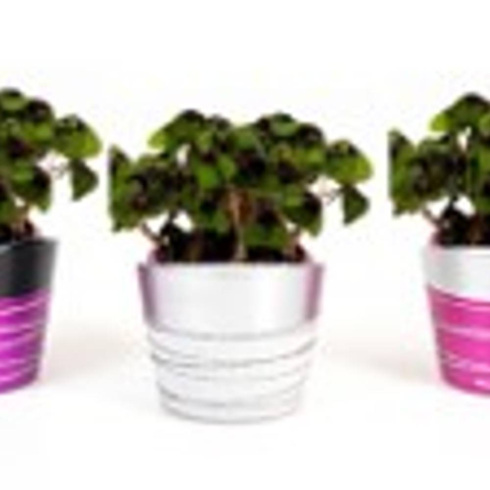 Oxalis E1039 gestreifte Töpfe T06 H015