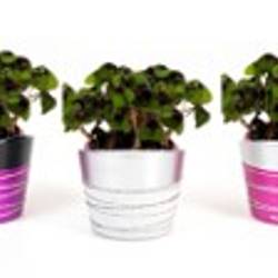 Oxalis E1039 gestreifte Töpfe T06 H015