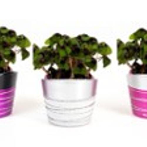 Oxalis E1039 gestreifte Töpfe T06 H015