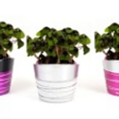 Oxalis E1039 gestreifte Töpfe T06 H015