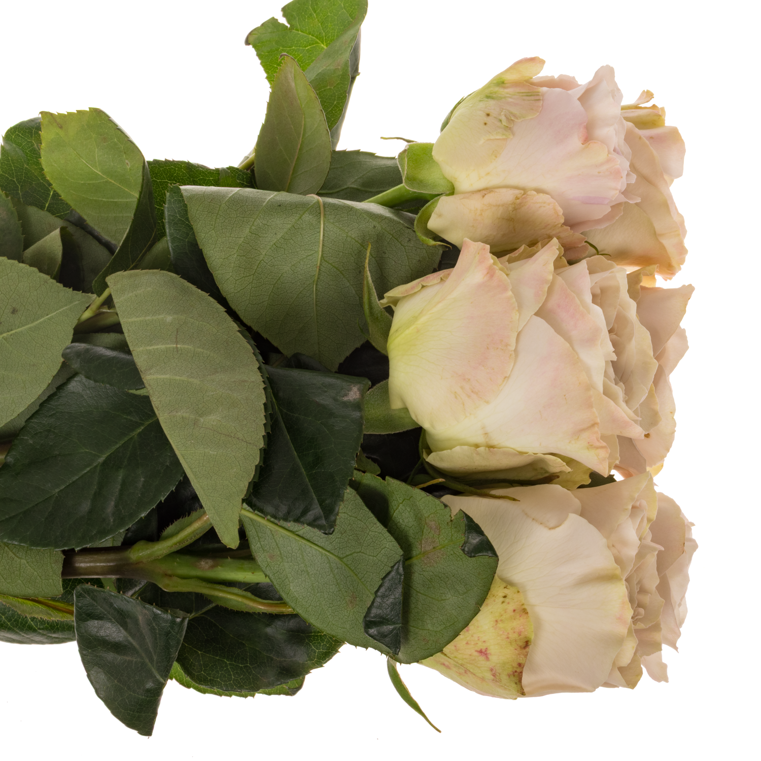 Rose creme Westminster Abbey 50cm duftend