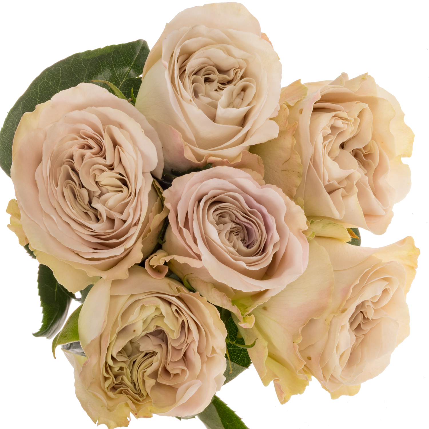 Rose creme Westminster Abbey 50cm duftend