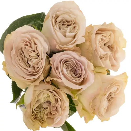 Rose creme Westminster Abbey 50cm duftend