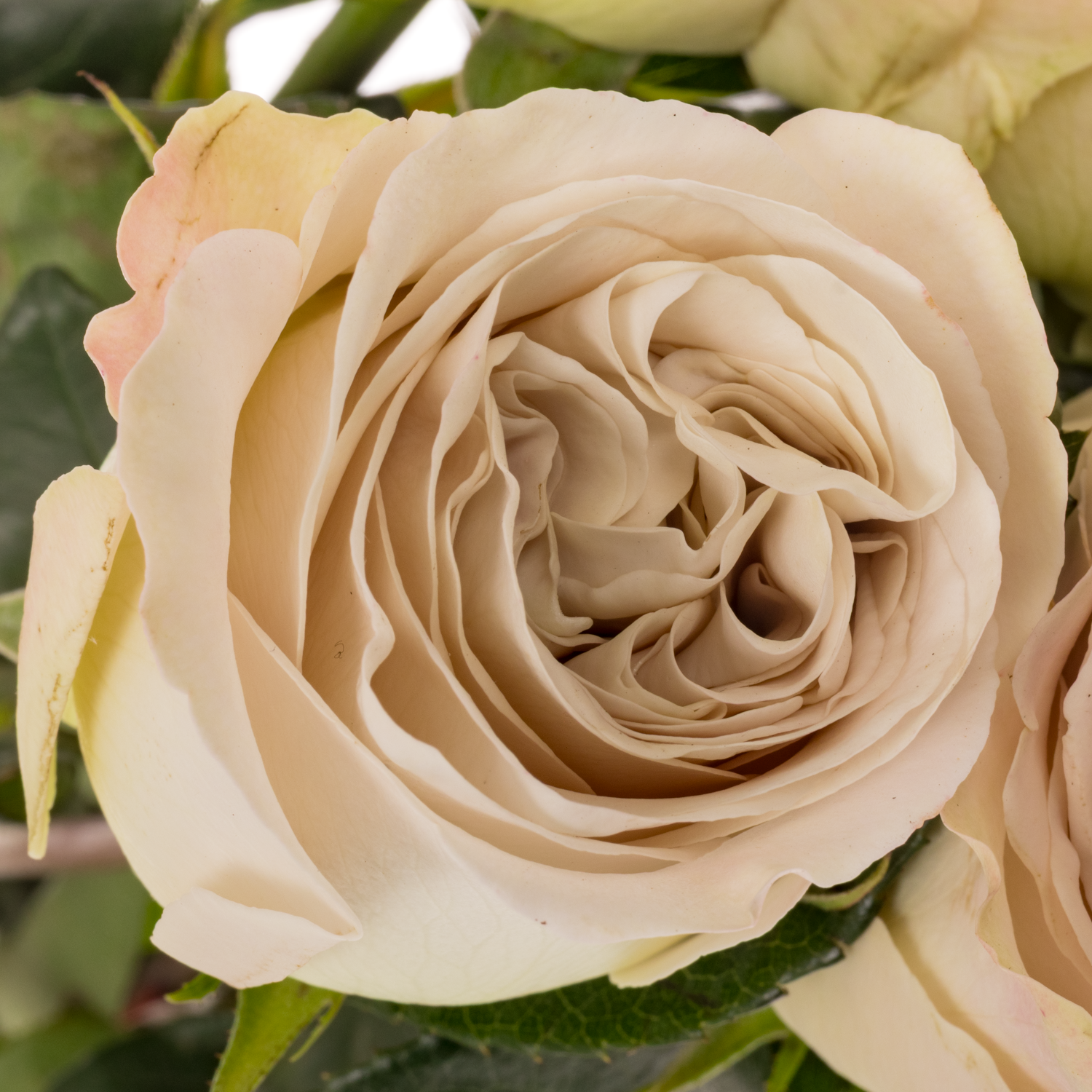 Rose creme Westminster Abbey 50cm duftend