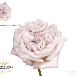 Rose creme Westminster Abbey 50cm duftend