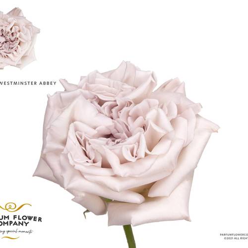 Rose creme Westminster Abbey 50cm duftend