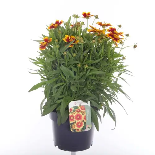 Coreopsis Grand Uptick T17 H040