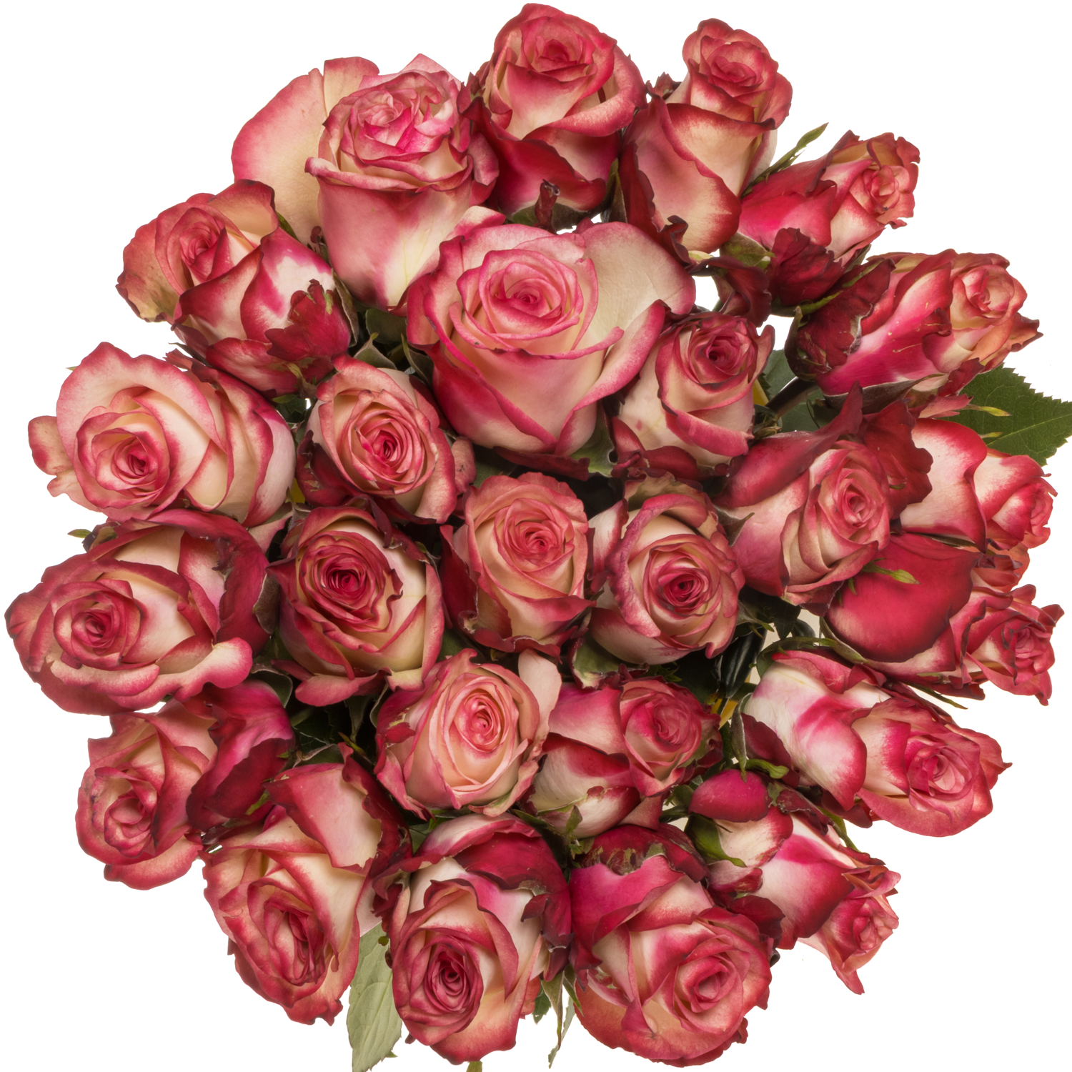 Rose creme/rot Paloma (Ec) 70cm