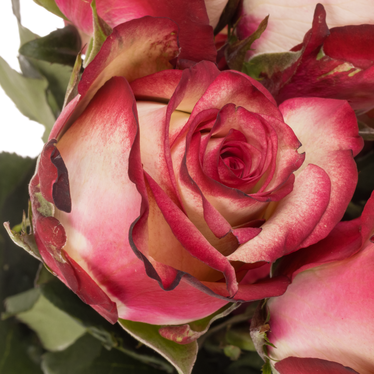 Rose creme/rot Paloma (Ec) 70cm