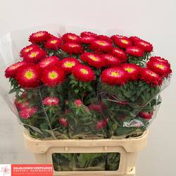 Astern rot Azumi Red 80cm
