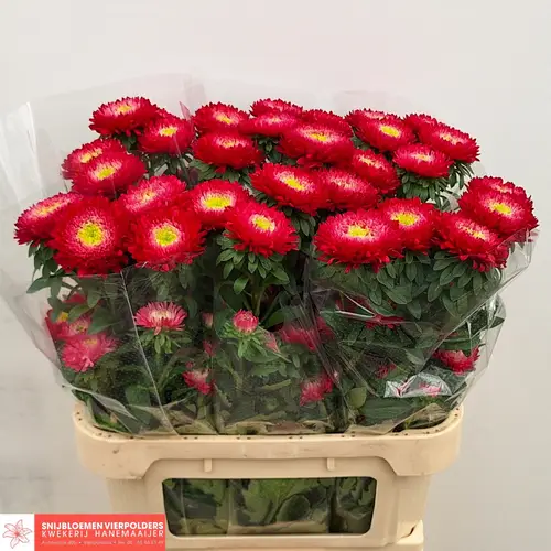Astern rot Azumi Red 80cm