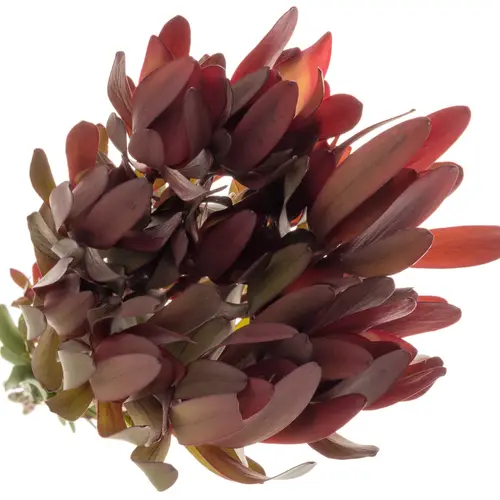 Leucadendron rot/dunkel grün Safari Sunset verzweigt 50cm