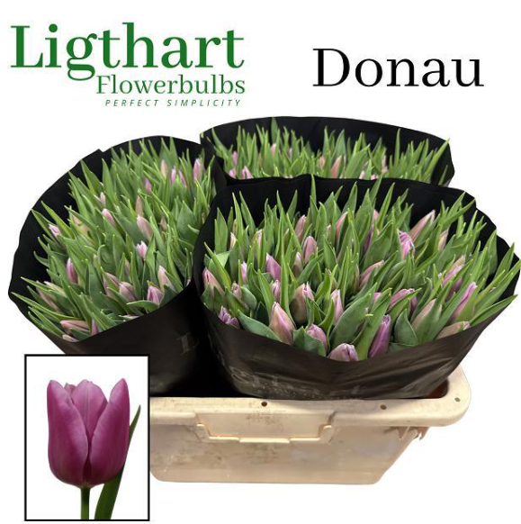 Tulpe lila Donau 34 Gramm